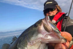 Megabass Dyna Response 14g -Fladen-kauppa MB DR 4513473478703r 2