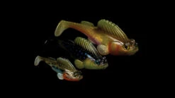 Megabass Dark Sleeper -Fladen-kauppa MB DS24 4513473452352r 4