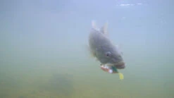 Megabass Dark Sleeper -Fladen-kauppa MB DS24 4513473452352r 5