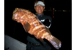 Megabass Honjikomi Bottle Shrimp 3'', 7,6cm (6pcs) -Fladen-kauppa MB HBS3 4513473290855r 2