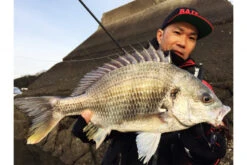 Megabass Honjikomi Bottle Shrimp 3'', 7,6cm (6pcs) -Fladen-kauppa MB HBS3 4513473290855r 3